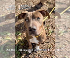 Mutt Dogs for adoption in Pasadena, CA, USA