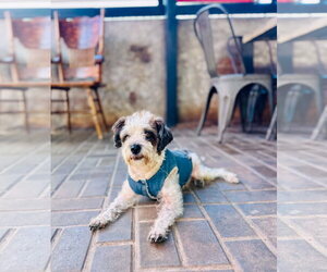 Sampson - Male Maltese-Unknown Mix Dog for Adoption - Photo #2