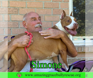 Simone - Female American Staffordshire Terrier-Unknown Mix Dog for Adoption - Photo #6