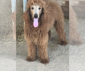 Father of the Goldendoodle puppies born on 08/01/2019