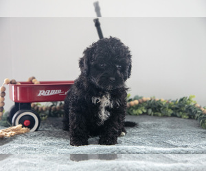 Medium Poodle (Miniature)-Portuguese Water Dog Mix