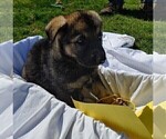 Small Photo #9 German Shepherd Dog Puppy For Sale in SHELTON, WA, USA