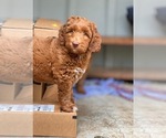 Small Photo #10 Australian Labradoodle Puppy For Sale in MILL VALLEY, CA, USA