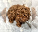 Small #2 Poodle (Miniature) Mix