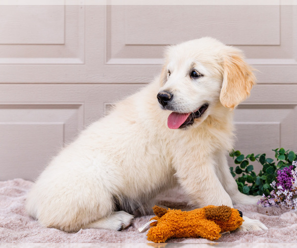 Medium Photo #11 English Cream Golden Retriever Puppy For Sale in WAKARUSA, IN, USA