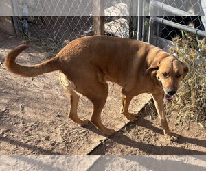 Great Pyrenees-Redbone Coonhound Mix Dogs for adoption in Chandler, AZ, USA
