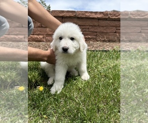 Great Pyrenees Puppy for Sale in DENVER, Colorado USA