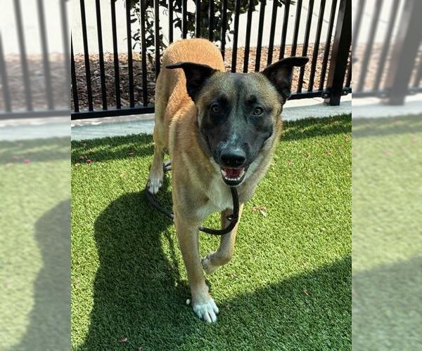 Medium Photo #2 German Shepherd Dog-Unknown Mix Puppy For Sale in Baytown, TX, USA