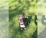 Small #10 American Pit Bull Terrier Mix