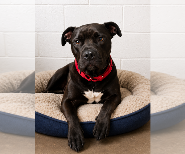 Medium Photo #1 Mutt Puppy For Sale in Evansville, IN, USA
