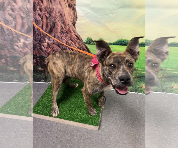 Medium Photo #2 Mutt Puppy For Sale in Euless, TX, USA