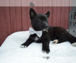 Small Photo #6 Pomsky Puppy For Sale in HONEY BROOK, PA, USA