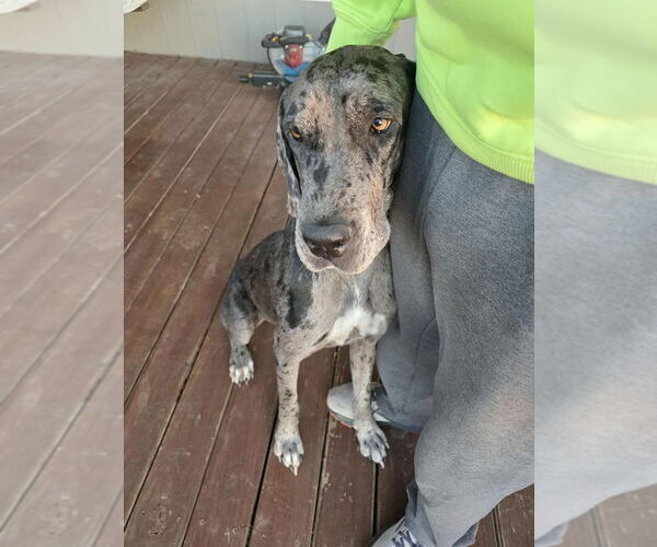 Medium Photo #6 Great Dane Puppy For Sale in Bullard, TX, USA