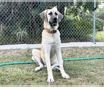 Small #1 Anatolian Shepherd-Rhodesian Ridgeback Mix