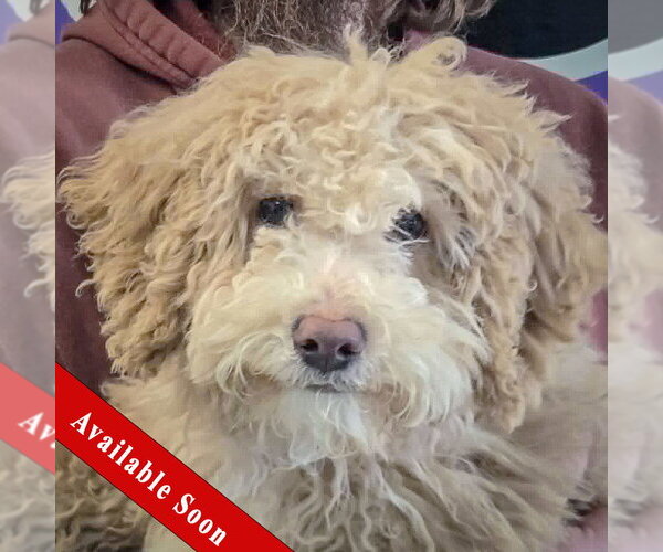 Medium Photo #1 Bernese Mountain Dog-Unknown Mix Puppy For Sale in Huntley, IL, USA