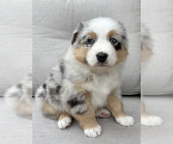 Medium Photo #8 Australian Shepherd Puppy For Sale in FAIR HAVEN, MI, USA
