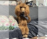 Small #11 Poodle (Standard)