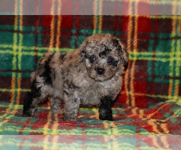 Medium Photo #1 Poodle (Toy) Puppy For Sale in DYERSBURG, TN, USA