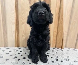 Goldendoodle Litter for sale in CENTURIA, WI, USA