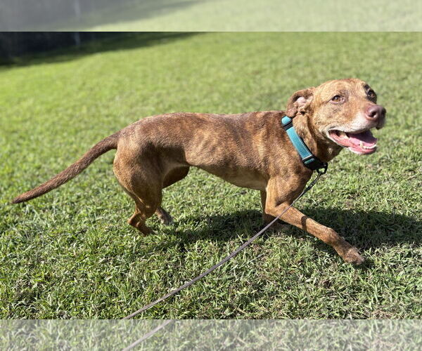 Medium Photo #2 Mutt Puppy For Sale in Virginia Beach, VA, USA