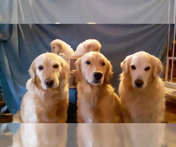 Medium Photo #3 Golden Retriever Puppy For Sale in CLARKSVILLE, TN, USA