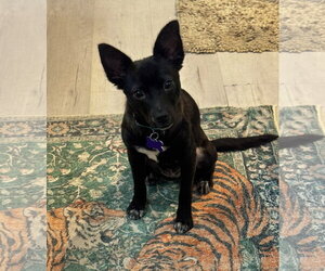 Chilala - Female Chihuahua-Unknown Mix Dog for Adoption - Photo #2