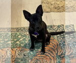 Small Photo #2 Chihuahua-Unknown Mix Puppy For Sale in Brooklyn Center, MN, USA