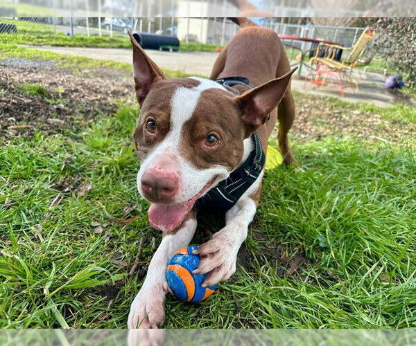 Medium Photo #2 Bull Terrier-Unknown Mix Puppy For Sale in McKinleyville, CA, USA