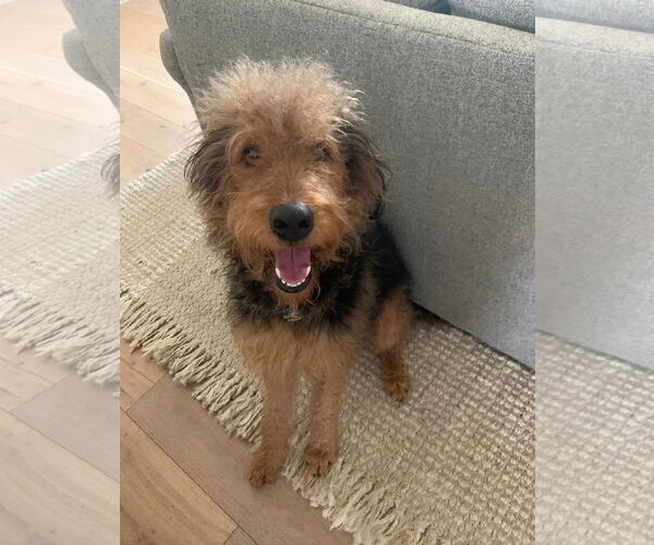 Medium Photo #3 Airedale Terrier Puppy For Sale in Euless, TX, USA