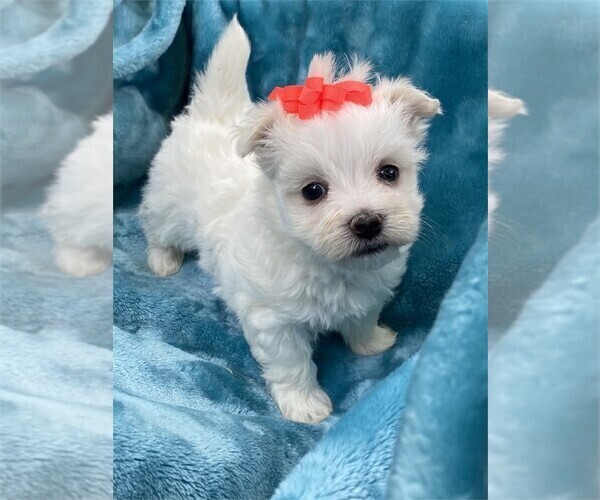 Medium Photo #1 Maltese Puppy For Sale in SAINT AUGUSTINE, FL, USA