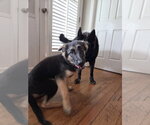 Small #2 Shepradors