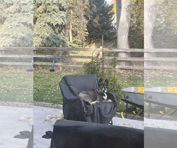 Medium Photo #3 German Shorthaired Pointer-Siberian Husky Mix Puppy For Sale in Fort Collins, CO, USA