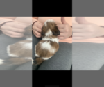 Small Photo #5 Shih Tzu Puppy For Sale in EAST FREETOWN, MA, USA