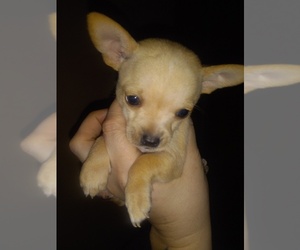 Chiweenie Puppy for sale in ROUND LAKE, IL, USA