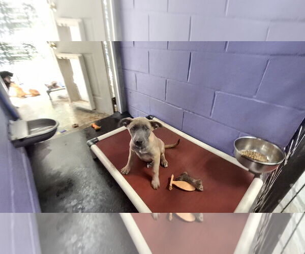 Medium Photo #8 German Shepherd Dog-Unknown Mix Puppy For Sale in Sebec, ME, USA