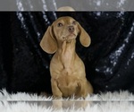 Small #4 Dachshund