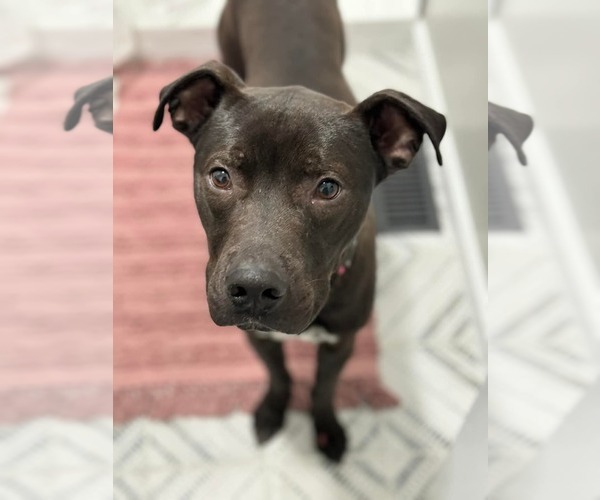 Medium Photo #4 Staffordshire Bull Terrier-Unknown Mix Puppy For Sale in Woodbury, NY, USA