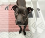 Small #3 Staffordshire Bull Terrier Mix