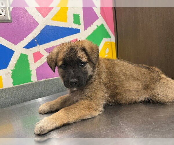 Medium Photo #1 German Shepherd Dog Puppy For Sale in Baytown, TX, USA