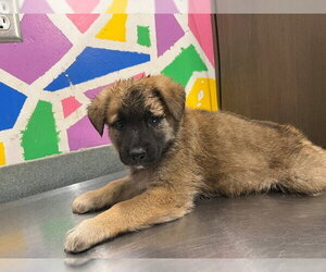 German Shepherd Dog Dogs for adoption in Baytown, TX, USA