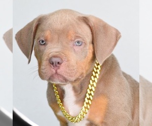 American Bully Puppy for sale in DE LEON SPRINGS, FL, USA
