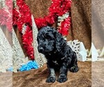 Puppy Green Goldendoodle