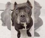 Small Photo #2 American Bulldog Puppy For Sale in Houston, TX, USA