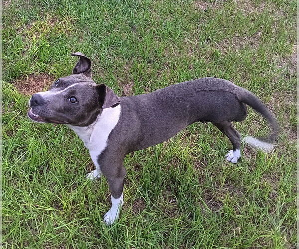 Medium Photo #3 Mutt Puppy For Sale in oakland, FL, USA