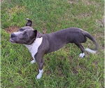 Small #2 Mutt