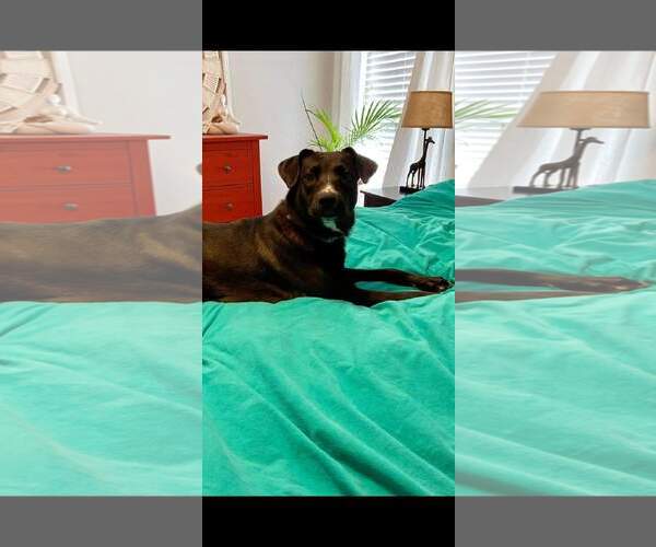 Medium Photo #17 Mutt Puppy For Sale in Orange Grove, TX, USA