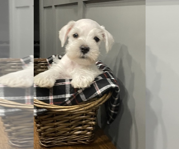 Medium Photo #6 Schnauzer (Miniature) Puppy For Sale in FAIRFIELD, CA, USA