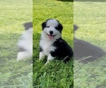 Small Photo #3 Australian Shepherd Puppy For Sale in COULTERVILLE, CA, USA