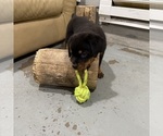 Small #3 Rottweiler