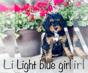 Miniature Bernedoodle Puppy for sale in HYDE PARK, UT, USA